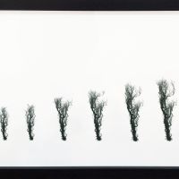 Forgetful Tree D