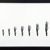 Forgetful Tree C