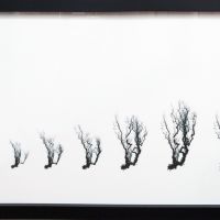 Forgetful Tree B