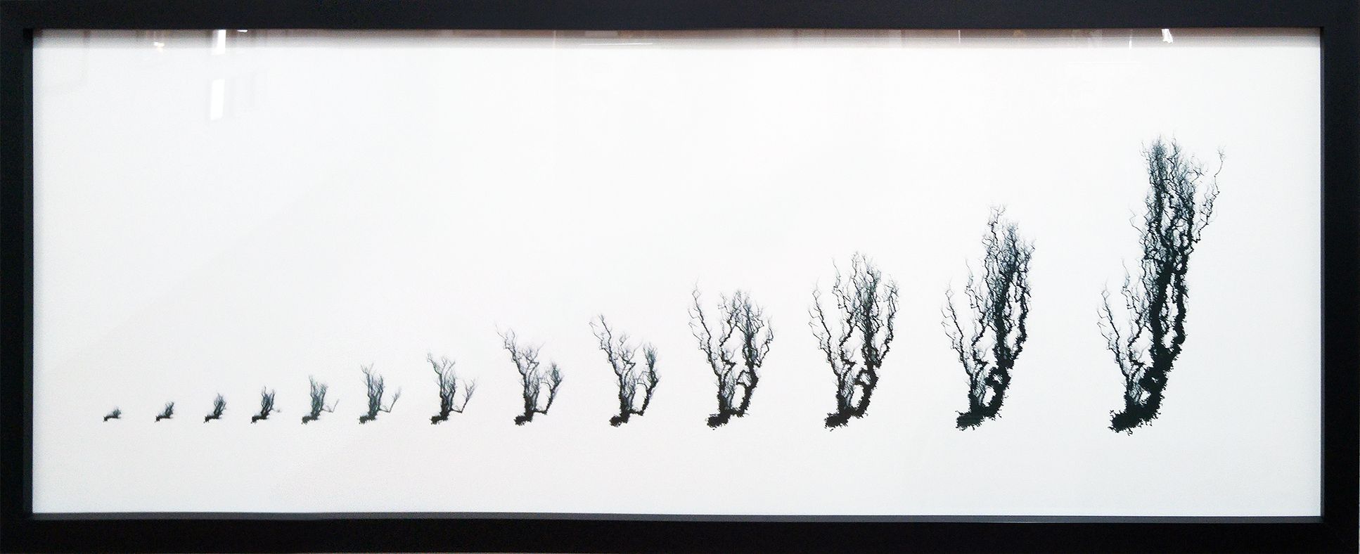 Forgetful Tree B