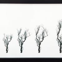 Forgetful Tree A