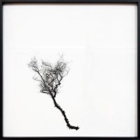 Forgetful Tree 1250 generations
