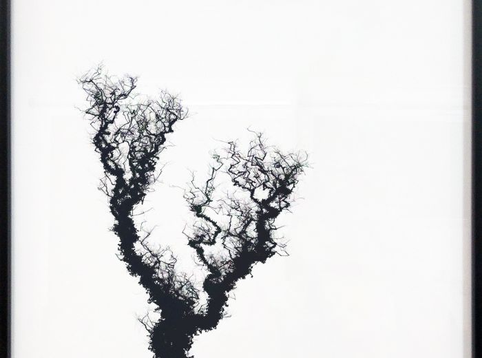 Forgetful Trees