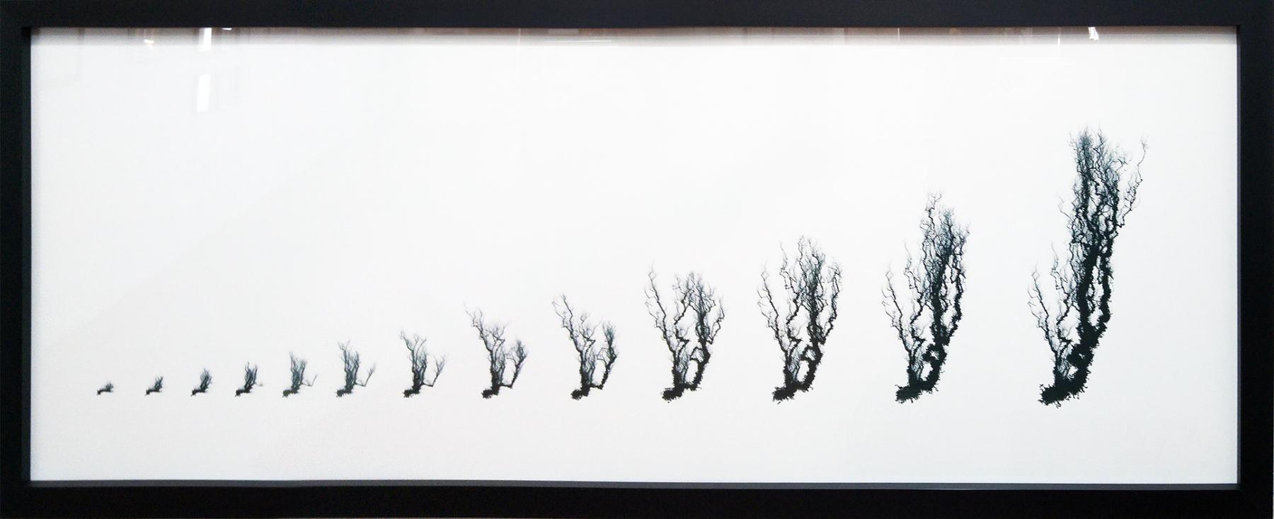 forgetful tree b